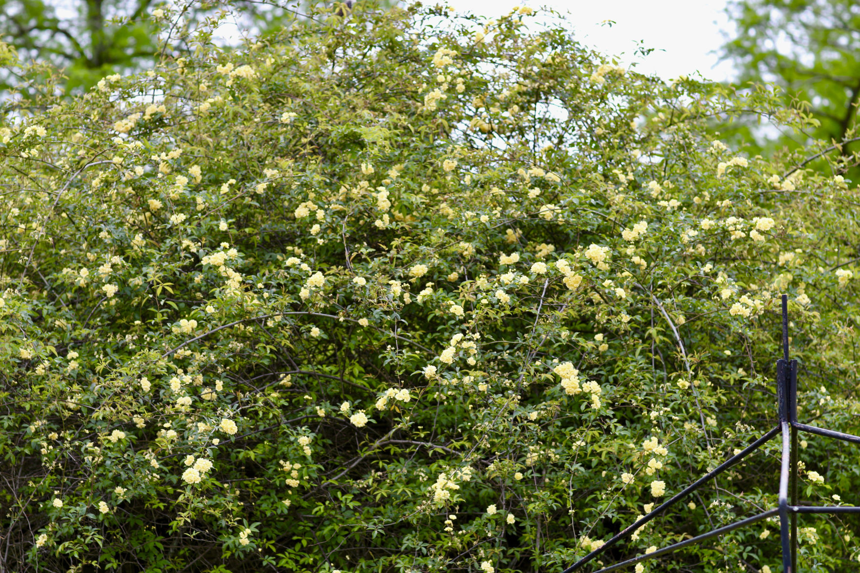 040919SpringPics17LH.jpg